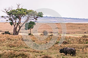 African Buffalo Strolling In The Serengeti In Tanzania Border Maasai Mara Triangle National Game Reserve And Conservation Areas Ex