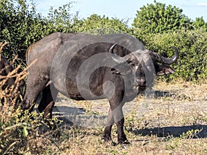African Buffalo, Syncerus c.caffer, Chobe National Park, Botswana