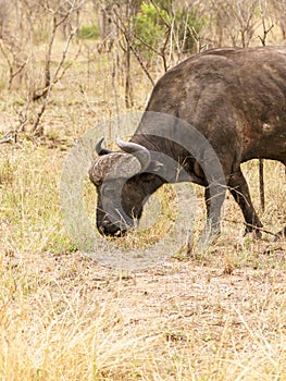 African Buffalo (Syncerus caffer