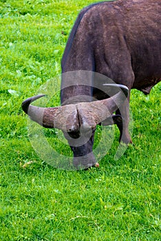 African buffalo syncerus caffer