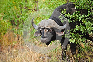 African Buffalo (Syncerus caffer) photo