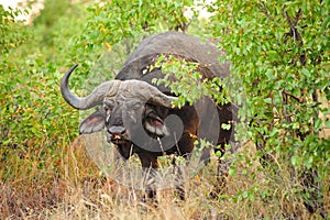 African Buffalo (Syncerus caffer) photo
