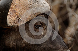 African Buffalo (Syncerus Caffer) photo
