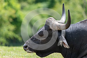 African buffalo syncerus caffer
