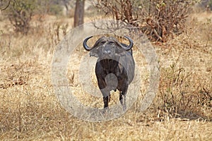 African buffalo (Syncerus caffer)