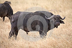 African buffalo (Syncerus caffer)