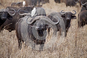 African buffalo (Syncerus caffer)