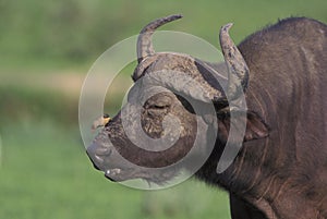 African buffalo, Syncerus caffer,