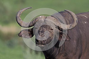 African buffalo, Syncerus caffer,