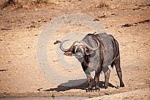 African Buffalo (Syncerus caffer)