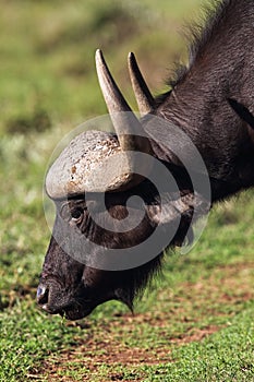 African Buffalo (Syncerus caffer)