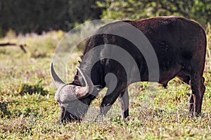 African Buffalo (Syncerus caffer)