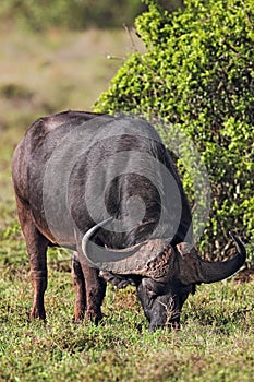 African Buffalo (Syncerus caffer)