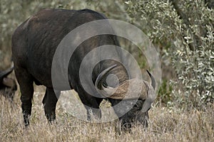 African Buffalo, syncerus caffer, Adult Eating Dry Grass, Hell`s Gate Park in Kenya