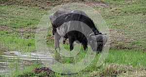 African Buffalo, syncerus caffer, Adult eating in Swamp, Masai Mara Park in Kenya,