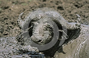 African Buffalo, syncerus caffer, Adult having Mud Bath, Serengeti Park in Tanzania