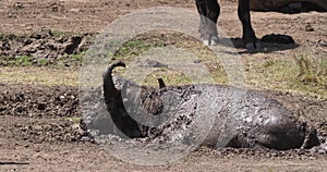 African Buffalo, syncerus caffer, Adult sleeping in the Mud, having Mud bath, Masai Mara Park in Kenya,