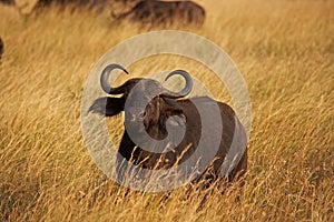 African Buffalo, syncerus caffer, Adult standing on Long Grass, Masai Mara Park in Kenya