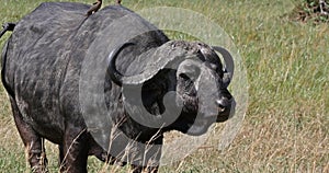 African Buffalo, syncerus caffer, Adult with Yellow Billed Oxpecker, buphagus africanus, Tsavo Park in Kenya
