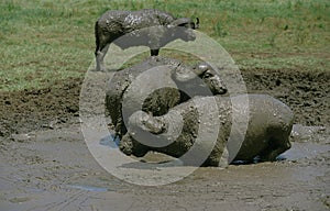 AFRICAN BUFFALO syncerus caffer, ADULTS HAVING MUD BATH, SERENGETI PARK IN TANZANIA