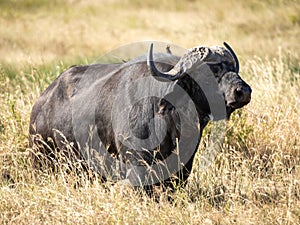 African Buffalo - Syncerus caffer or Cape buffalo is a large Sub-Saharan African bovine.