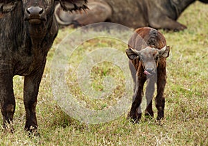 African Buffalo - Syncerus caffer or Cape buffalo is a large Sub-Saharan African bovine. Portrait in the savannah in Masai Mara