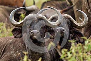 African Buffalo - Syncerus caffer or Cape buffalo is a large Sub-Saharan African bovine. Portrait in the savannah in Masai Mara photo