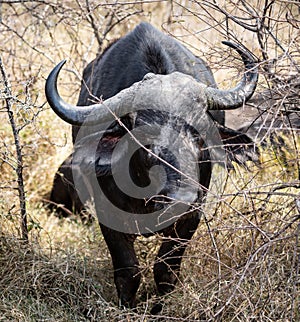 African Buffalo (Syncerus Caffer) close-up shot in Kruger National Park