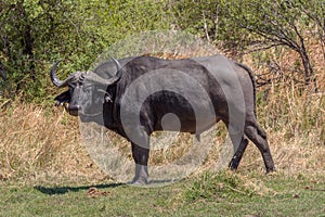 African buffalo, Syncerus caffer, in the dry grass of the Okavango Delta, Botswana