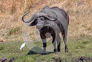 African buffalo, Syncerus caffer, in the dry grass of the Okavango Delta, Botswana