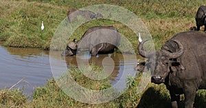 African Buffalo, syncerus caffer, Group at Waterhole, Nairobi Park in Kenya, Real Time