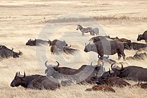 African buffalo (Syncerus caffer)