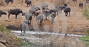 African Buffalo, syncerus caffer, Herd drinking at Water Hole, Tsavo Park in Kenya, Real Time