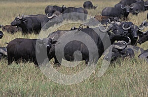 African Buffalo, syncerus caffer, Herd in Masai Mara Park, Kenya