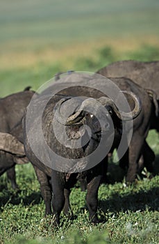 African Buffalo, syncerus caffer, Herd at Masai Mara Park in Kenya