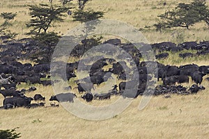 African Buffalo, syncerus caffer, Herd at Masai Mara Park in Kenya