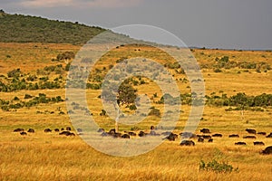 African Buffalo, syncerus caffer, Herd at Masai Mara Park in Kenya