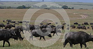 African buffalo, syncerus caffer, herd standing in savannah, Masai Mara Park in Kenya, Real Time