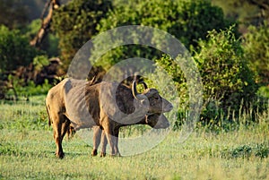 African Buffalo - Syncerus caffer, Kenya, Africa