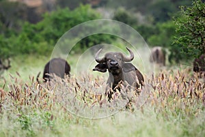 African Buffalo - Syncerus caffer, Kenya, Africa