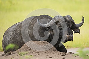 African Buffalo (Syncerus caffer) looking at camera