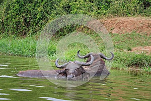 African Buffalo Syncerus caffer lying in the water of the Kazinga Channel, Lake Edward, Uganda