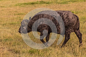 African buffalo (Syncerus caffer) in Masai Mara National Reserve, Ken