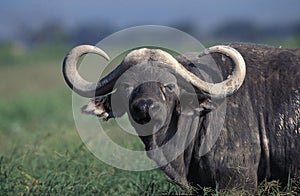 AFRICAN BUFFALO syncerus caffer, MASAI MARA PARK IN KENYA