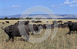 AFRICAN BUFFALO syncerus caffer, MASAI MARA PARK IN KENYA