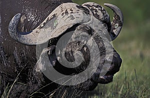 African Buffalo, syncerus caffer, Masai Mara Park in Kenya