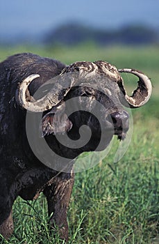 African Buffalo, syncerus caffer, Masai Mara Park in Kenya