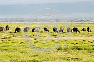 African buffalo - Syncerus caffer, member of the African big five