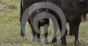 African Buffalo, syncerus caffer, Mother and Calf, Masai Mara Park in Kenya,