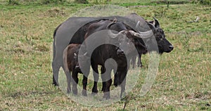 African Buffalo, syncerus caffer, Mother and Calf, Masai Mara Park in Kenya,